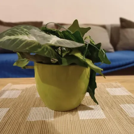 Apartment Stella Belgrade
